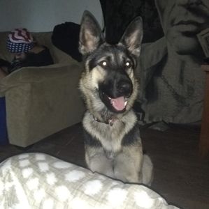 Meet your Posher, Sean